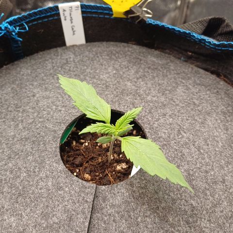 PI Mimosa Cake Auto growlog timeline photo