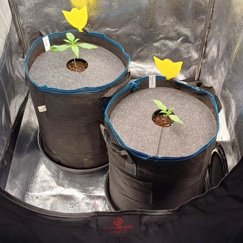 BF Lemon Haze Auto  growlog timeline photo