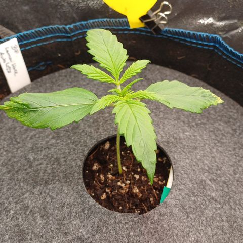 BF Lemon Haze Auto  growlog timeline photo