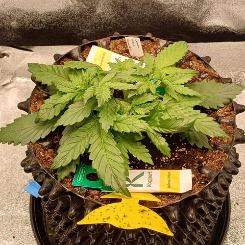 Kannabia Lemon Haze Auto growlog timeline photo