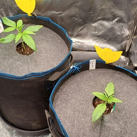 PI Mimosa Cake Auto growlog timeline photo