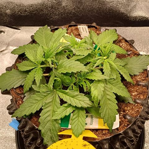 Kannabia Lemon Haze Auto growlog timeline photo