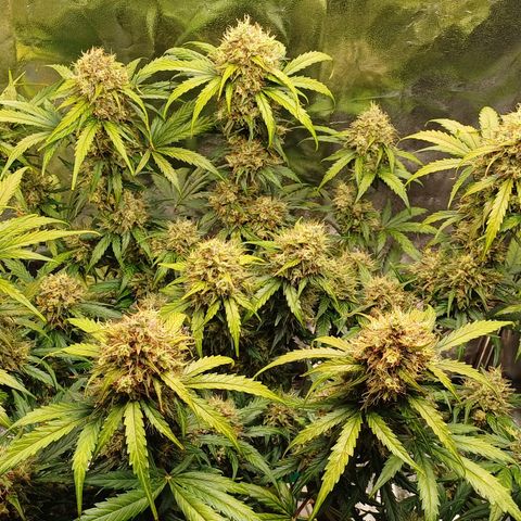 RQS Apple Fritter Auto  growlog timeline photo