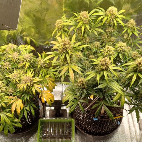 RQS Apple Fritter Auto  growlog timeline photo