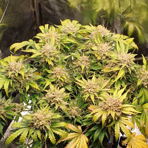 RQS Wedding Cake Auto  growlog timeline photo