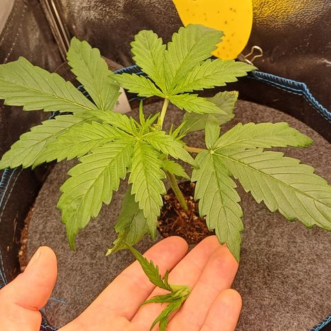 BF Lemon Haze Auto  growlog timeline photo