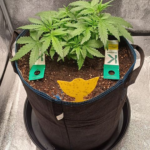Kannabia Lemon Haze Auto growlog timeline photo