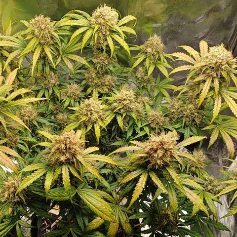 RQS Apple Fritter Auto  growlog timeline photo