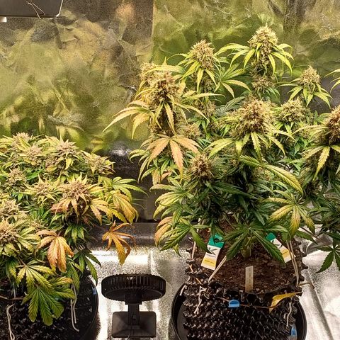 RQS Apple Fritter Auto  growlog timeline photo