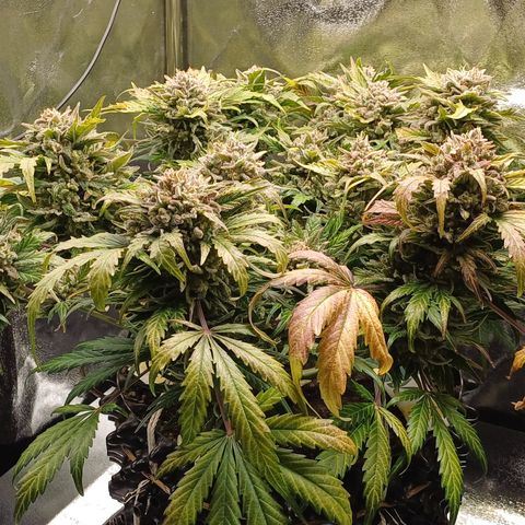 RQS Wedding Cake Auto  growlog timeline photo
