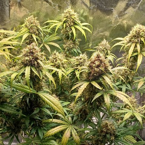 RQS Apple Fritter Auto  growlog timeline photo