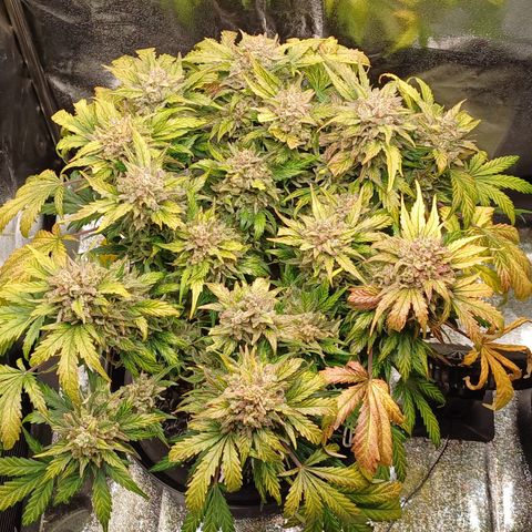 RQS Wedding Cake Auto  growlog timeline photo