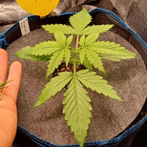 PI Mimosa Cake Auto growlog timeline photo