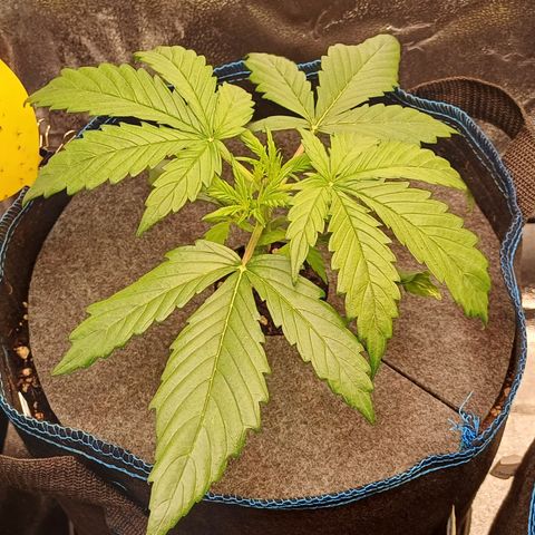 BF Lemon Haze Auto  growlog timeline photo