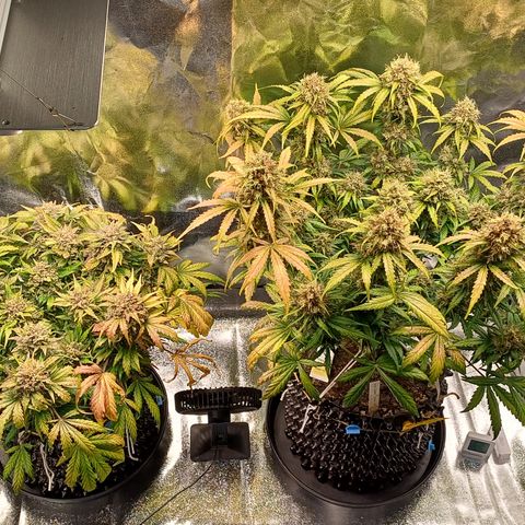 RQS Apple Fritter Auto  growlog timeline photo