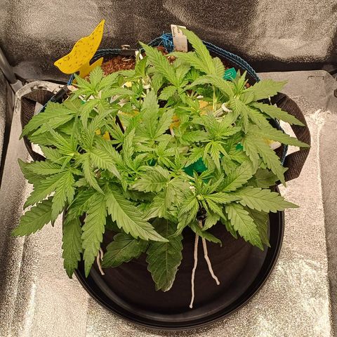 Kannabia Lemon Haze Auto growlog timeline photo
