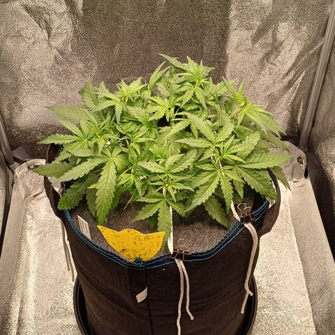 Kannabia Lemon Haze Auto growlog timeline photo