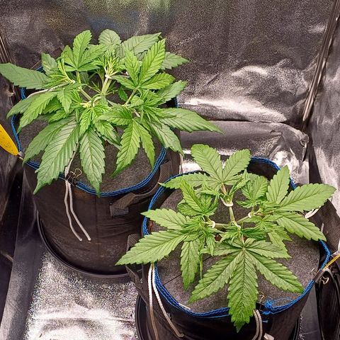 PI Mimosa Cake Auto growlog timeline photo