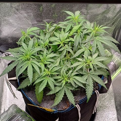 Kannabia Lemon Haze Auto growlog timeline photo