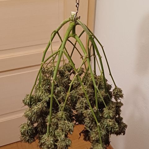 RQS Apple Fritter Auto  growlog timeline photo