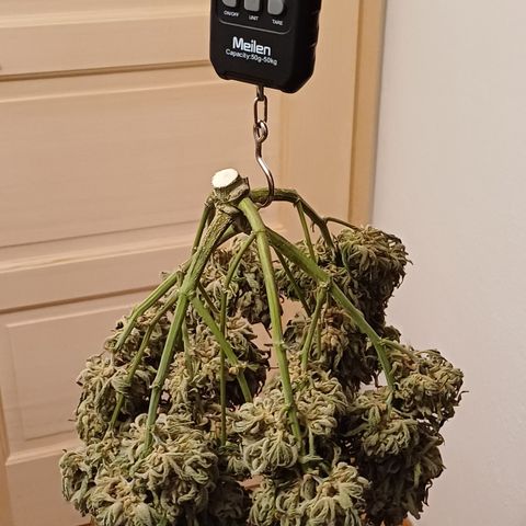RQS Wedding Cake Auto  growlog timeline photo