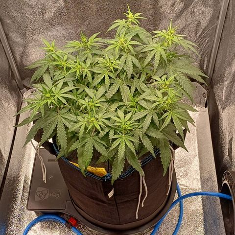 Kannabia Lemon Haze Auto growlog timeline photo