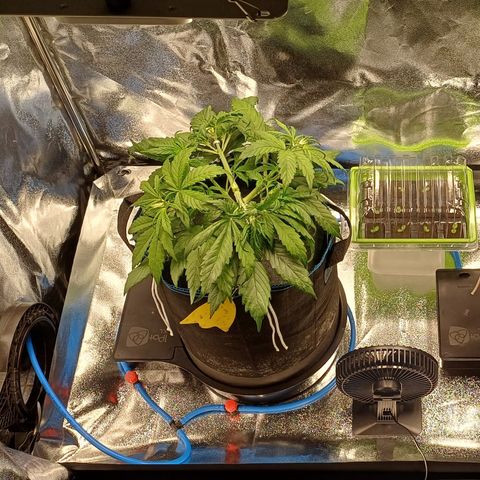 BF Lemon Haze Auto  growlog timeline photo