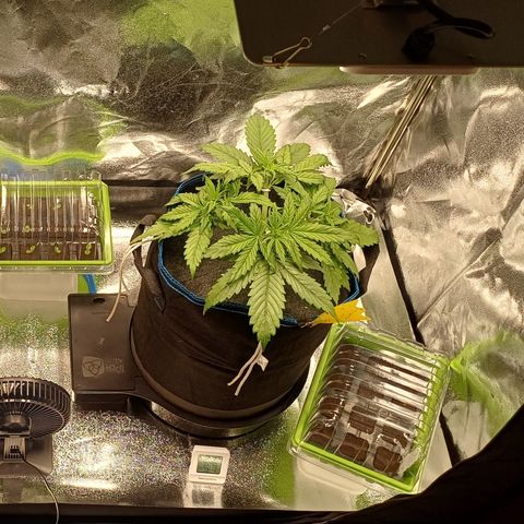 PI Mimosa Cake Auto growlog timeline photo