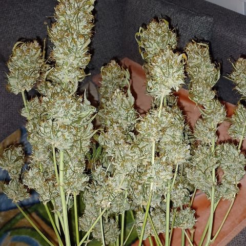 RQS Apple Fritter Auto  growlog timeline photo