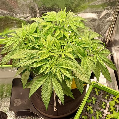 PI Mimosa Cake Auto growlog timeline photo
