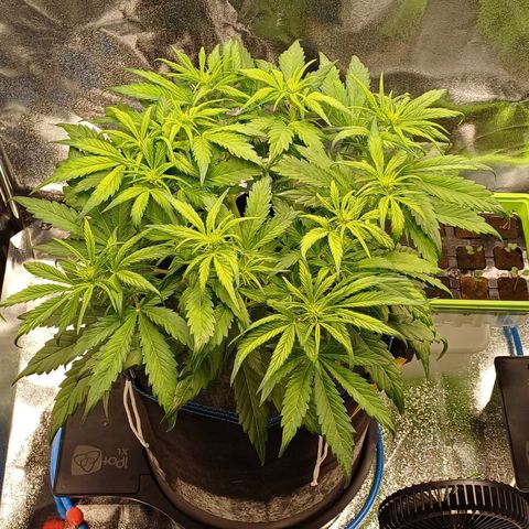 BF Lemon Haze Auto  growlog timeline photo