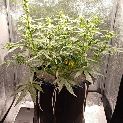 Kannabia Lemon Haze Auto growlog timeline photo