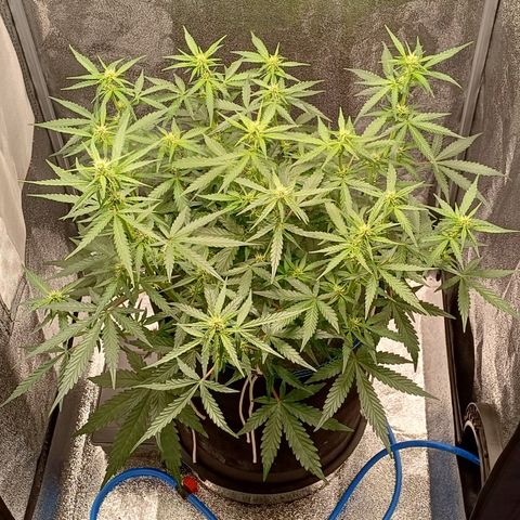Kannabia Lemon Haze Auto growlog timeline photo