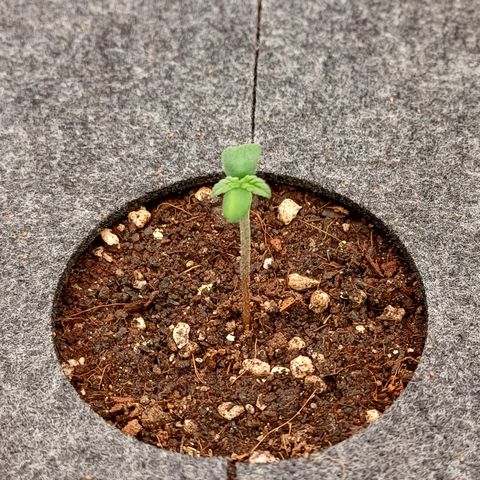 RQS Royal Kush Auto growlog timeline photo