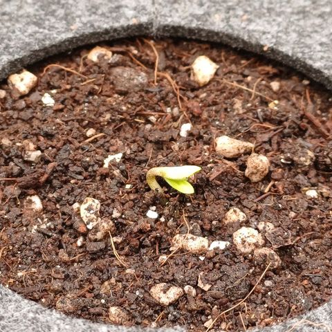 RQS Royal Kush Auto growlog timeline photo