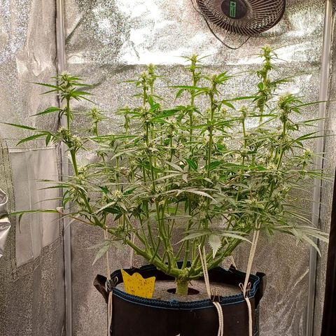 Kannabia Lemon Haze Auto growlog timeline photo