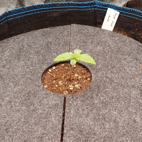 RQS Royal Kush Auto growlog timeline photo