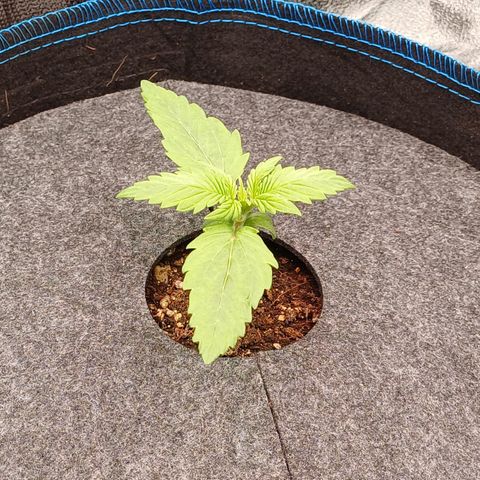 RQS Royal Kush Auto growlog timeline photo