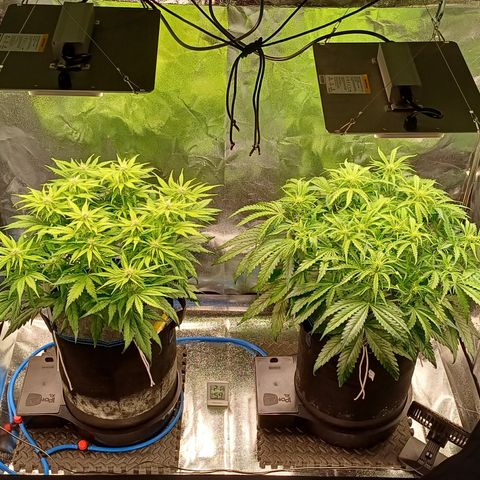 BF Lemon Haze Auto  growlog timeline photo