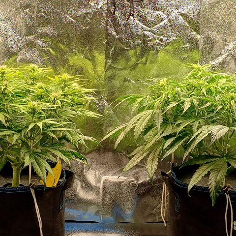 BF Lemon Haze Auto  growlog timeline photo