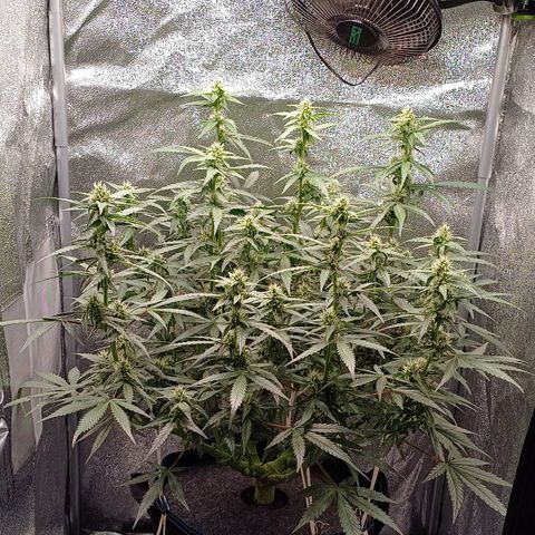 Kannabia Lemon Haze Auto growlog timeline photo