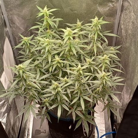 Kannabia Lemon Haze Auto growlog timeline photo