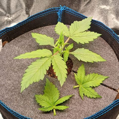 RQS Royal Kush Auto growlog timeline photo