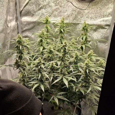 Kannabia Lemon Haze Auto growlog timeline photo