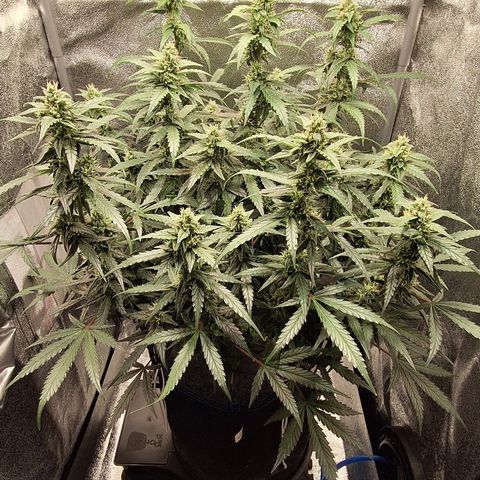 Kannabia Lemon Haze Auto growlog timeline photo