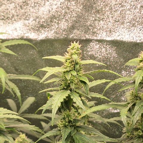 Kannabia Lemon Haze Auto growlog timeline photo