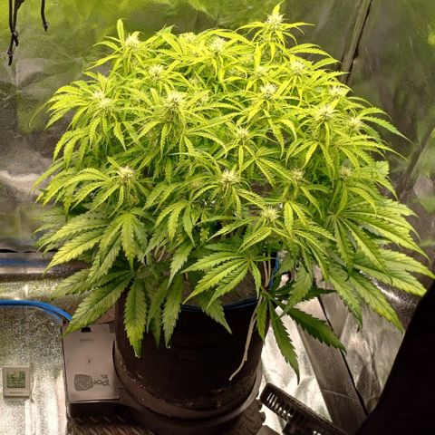 PI Mimosa Cake Auto growlog timeline photo