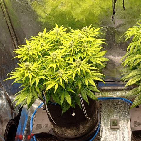BF Lemon Haze Auto  growlog timeline photo