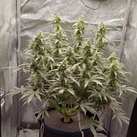 Kannabia Lemon Haze Auto growlog timeline photo