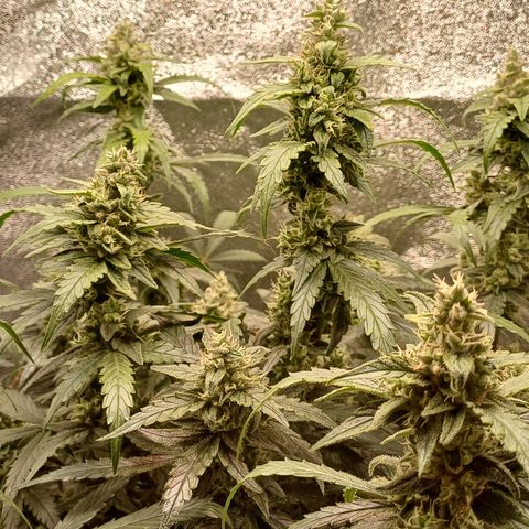Kannabia Lemon Haze Auto growlog timeline photo